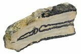 Mammoth Molar Slice With Case - South Carolina #106536-2